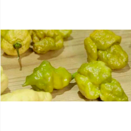 Pepper unofficial world - x,
