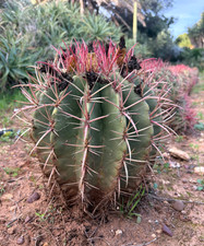 FEROCACTUS STAINESII - PIANTA