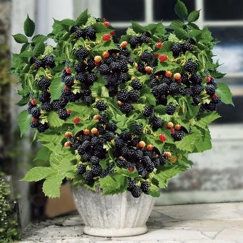 Bellissimo blackberry nano - bellissimo,