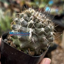 Copiapoa sp. (21) - Live