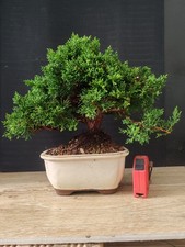 bonsai ginepro chinesis 27 cm