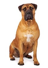 Adesivo per cani Bullmastiff