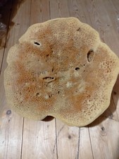 spugna di mare naturale da