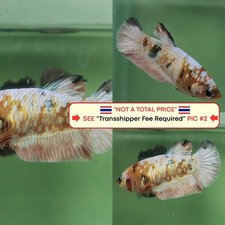 Live Betta Fish (Thailandia)