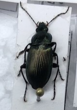 Poecilus cupreus, Coleoptera Carabidae, Ground BEETLE Beetle. Insect -Italy