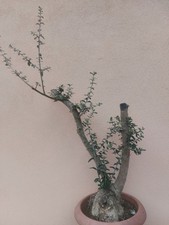 PREBONSAI OLIVASTRO VALLATA