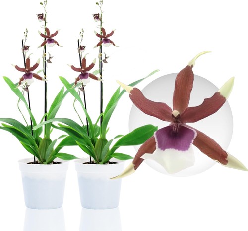 Piante orchidee interno - piante,