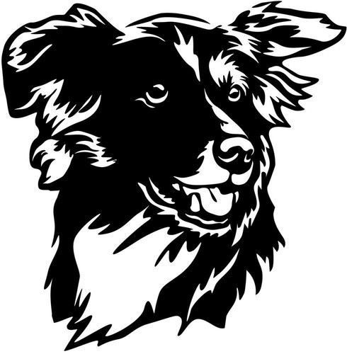 Adesivo border collie - border,