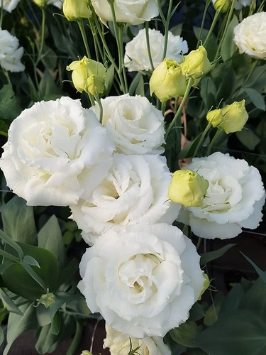 Sale2243 eustoma lisianthus - sale2243,