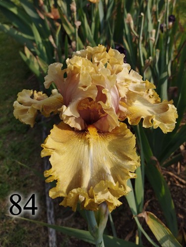 Rizoma iris germanica - rizoma, di