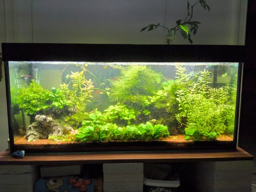 Javamoos per acquario