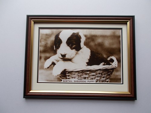 Dog photo bobtail sheepdog - dog,