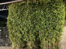 Graceful Bamboo | Bambusa
