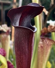 Pianta carnivora Sarracenia
