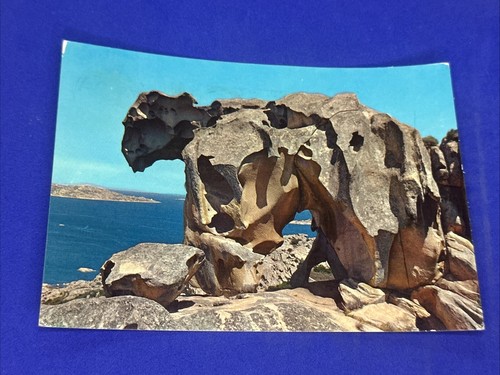 Palau capo orso cartolina - capo,