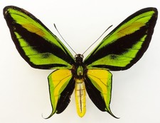 ORNITOTTERI PARADISEA BORCHI