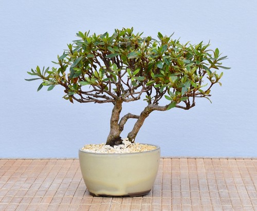 Bonsai esterno azalea - bonsai,