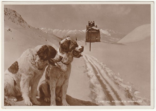 Cani del piccolo - del, bernardo