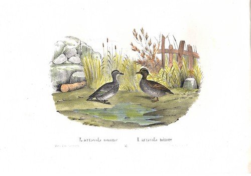 Stampa antica anatra alzavola - anatra,