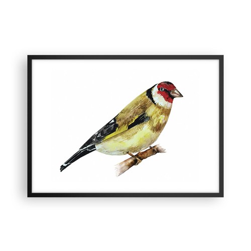 Poster 70x50cm cardellino - poster,