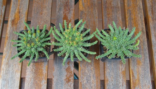 Set euphorbia gorgonis - set,