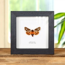 The Garden Tiger Taxidermy