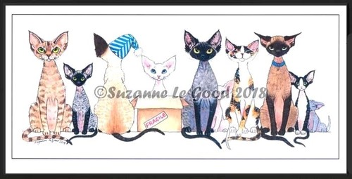 Devon rex cat - devon,