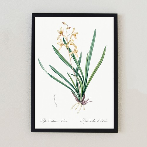 Illustrazione fiore botanico