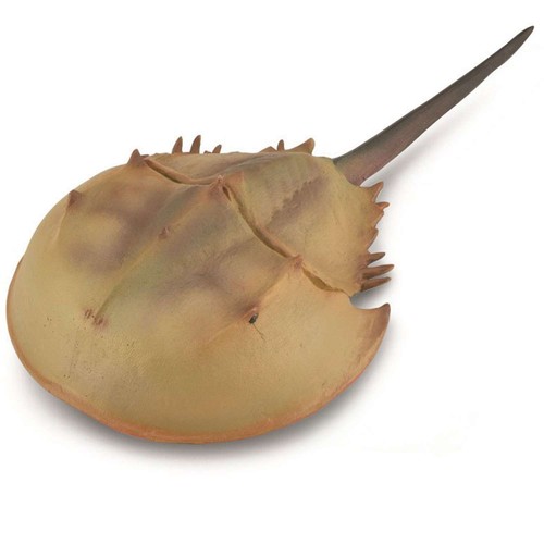 Collecta granchio ferro - granchio, di