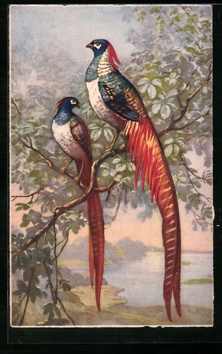 Cartolina una coppia - cartolina, di