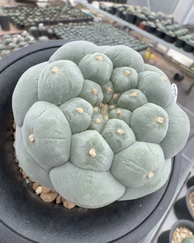 Vendita raro cactus - 7,
