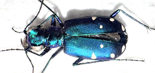 Cicindela sexguttata