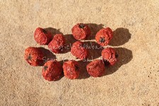 AGAZZINO - PYRACANTHA COCCINEA, 10 SEMI SELEZIONATI