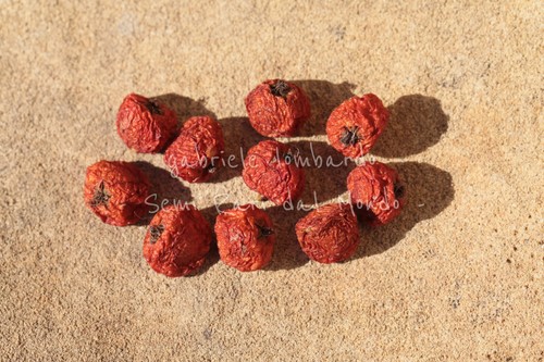 Agazzino pyracantha - -,