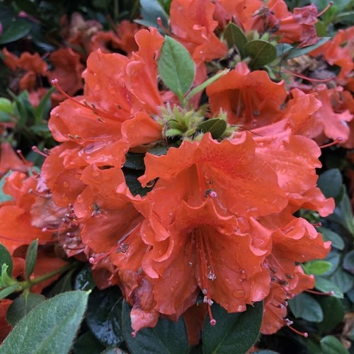 Azaleas mundo perfectos - azaleas,