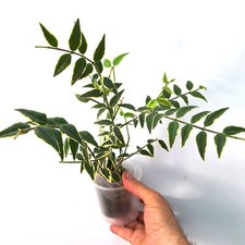 Hoya BELLA  Variegata