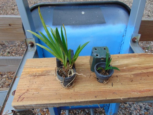 Tag oncidium tolumnia - no,