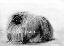 CANE PECHINESE Disegno Originale Matita Grafite 24x33 cm