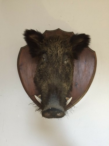 Testa cinghiale imbalsamata - di,