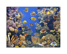 Quadro stampa su tela con vernice effetto dipinto - Acquario