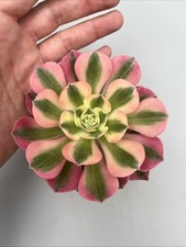 Aeonium "Strega Rosa" Raro  Corea  Importazione, Colori Vivi Verde Rosa Vaso 10
