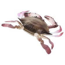  Giocattoli Granchio Finto