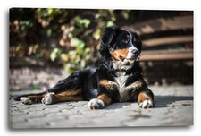 Tela/Cornice Bernese Mountain