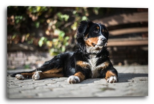 Tela cornice bernese mountain - bernese,