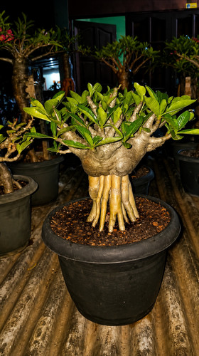 Carattere bonsai adenium - carattere,