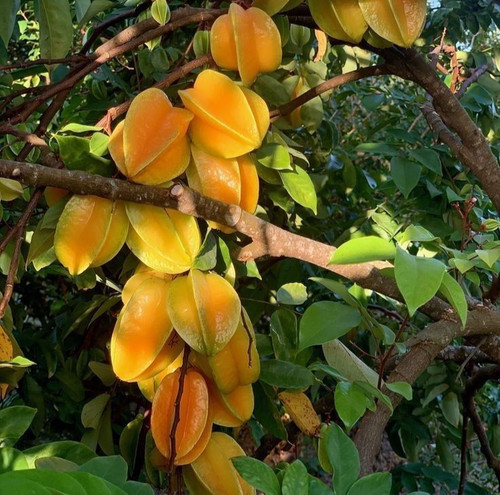 Semi starfruit bangkok - semi, di