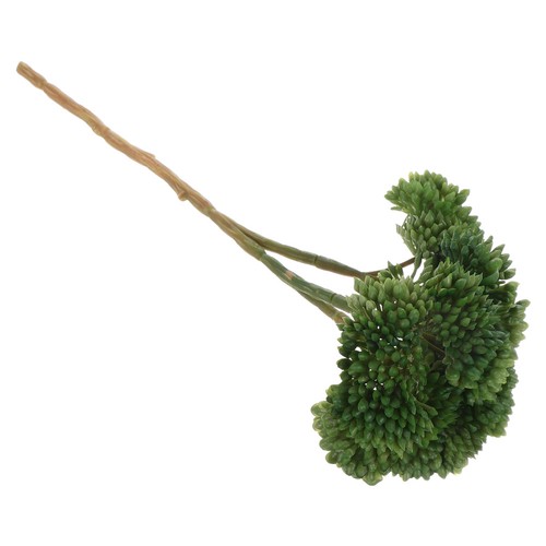 Piante succulente realistiche