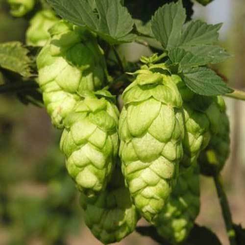 Humulus lupulus semi - humulus,
