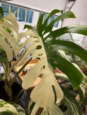 Rare Monstera Albo Half Moon