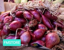 50 Semi Seeds CIPOLLA Lunga